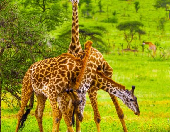 9 Days / 8 Nights Tanzania Big Five Safari & Zanzibar Beach Experience