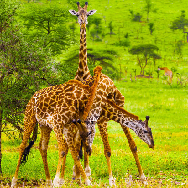 9 Days / 8 Nights Tanzania Big Five Safari & Zanzibar Beach Experience