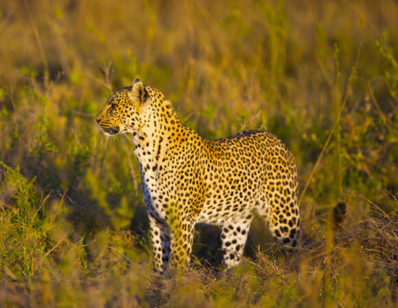 3days/2nights Fly in Safari Serengeti National Park